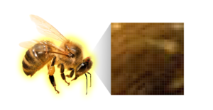 close up of a bee photograph with expanded detail of the pixels that make up the continuous tone photo effect on screen
